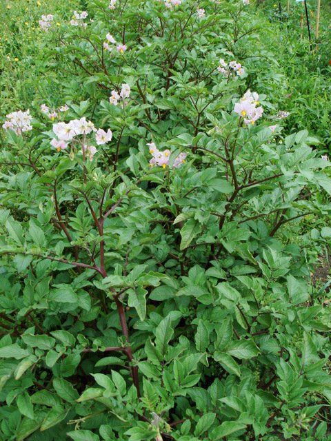Solanum tuberosum 'Roseval'